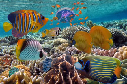 Marsa Alam